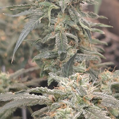 Media 'IMG20250805132115.jpg' in category 'Auto Seeds'