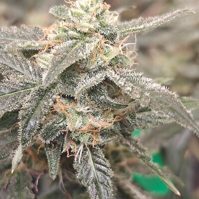 Media 'IMG20250805132016.jpg' in category 'Auto Seeds'