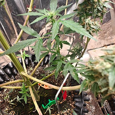 Media 'IMG20250829101906.jpg' in category 'Auto Seeds'