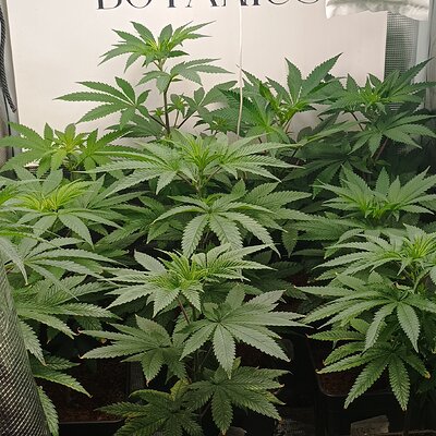 Media 'IMG_20250903_204751.jpg' in category 'Healing Path Genetics'