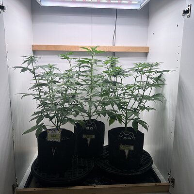 Media 'IMG_7740.jpeg' in category 'Auto Seeds'