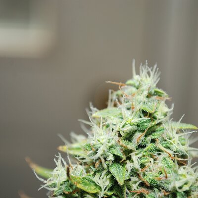 DSC_0147.JPG
