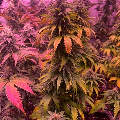 Media 'IMG-20251005-WA0017.jpg' in category 'Healing Path Genetics'