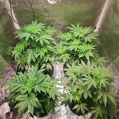 Sweet mandarin zkittles