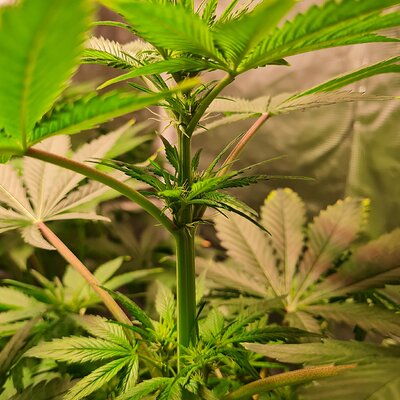 Sweet mandarin zkittles