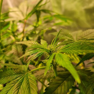 Sweet mandarin zkittles