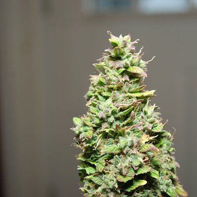 Media 'DSC_0212.JPG' in category 'Auto Seeds'