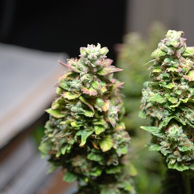 Media 'DSC_0213.JPG' in category 'Auto Seeds'