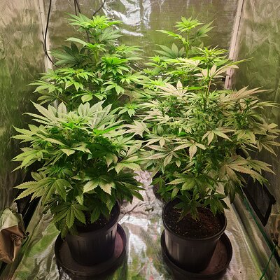 Sweet mandarin zkittles