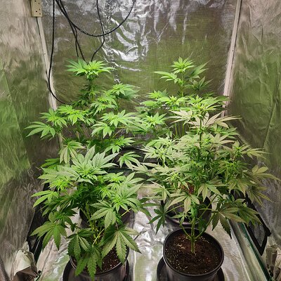 Sweet mandarin zkittles