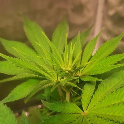 Sweet mandarin zkittles