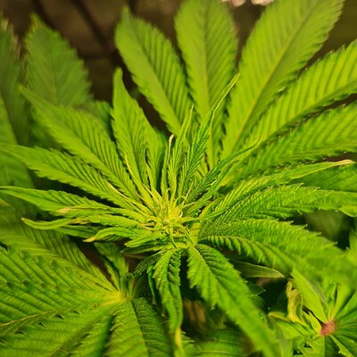 Sweet mandarin zkittles