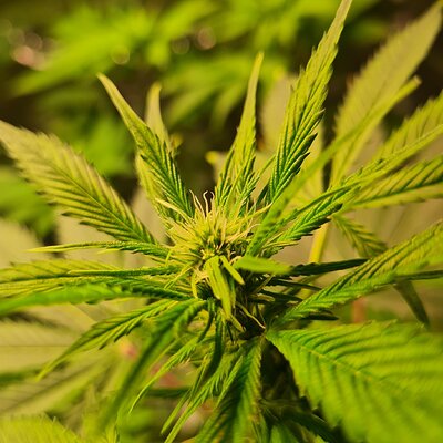 Sweet mandarin zkittles