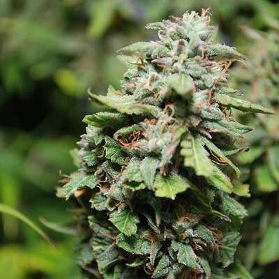 Media 'DSC_0223.JPG' in category 'Auto Seeds'