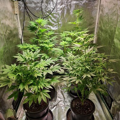 Media 'Sweet mandarin zkittles' in album 'Sweet mandarin zkittles'