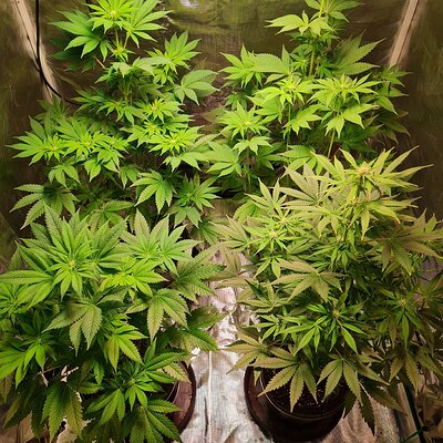 Sweet mandarin zkittles