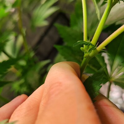 Sweet mandarin zkittles