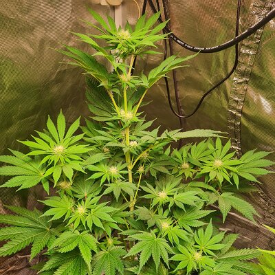 Sweet mandarin zkittles