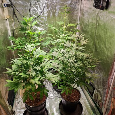 Sweet mandarin zkittles