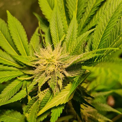 Sweet mandarin zkittles