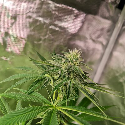 Sweet mandarin zkittles