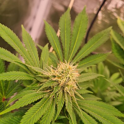 Sweet mandarin zkittles