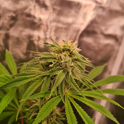 Sweet mandarin zkittles