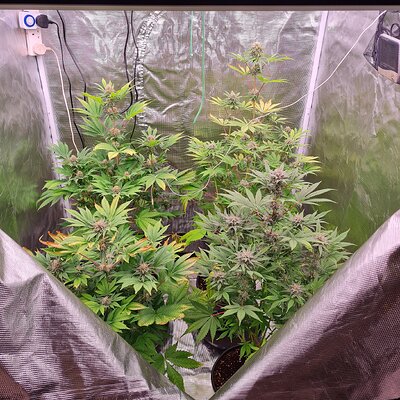 Sweet mandarin zkittles