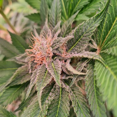 Sweet mandarin zkittles