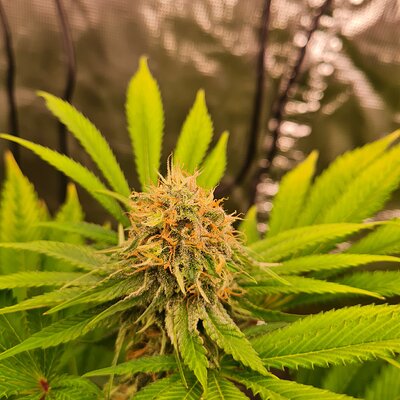 Sweet mandarin zkittles