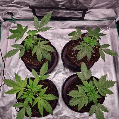 Media 'Auto Mac#1 & Auto Oh my gushers' in album 'Auto mac#1 & Auto Oh my gushers'