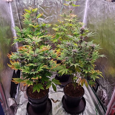 Sweet mandarin zkittles