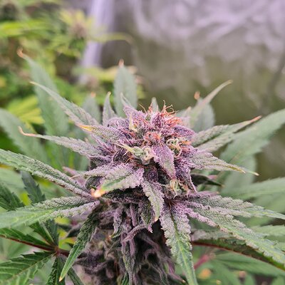 Media 'Sweet mandarin zkittles' in album 'Sweet mandarin zkittles'