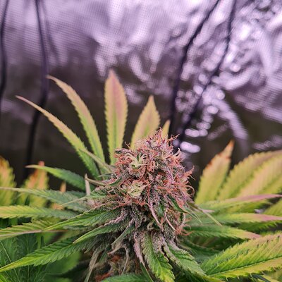 Sweet mandarin zkittles