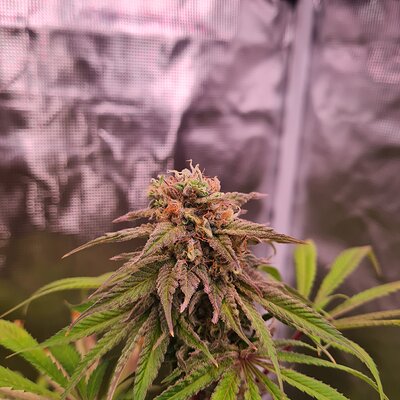 Sweet mandarin zkittles