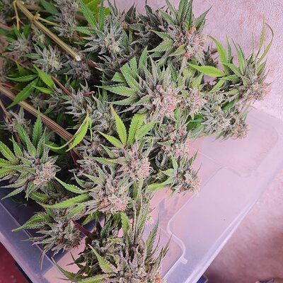 Sweet mandarin zkittles