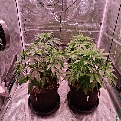 Auto mac#1 & Auto Oh my gushers