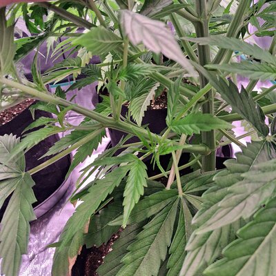 Auto Mac #1 &Auto Oh my gushers