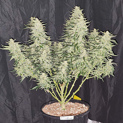 Media 'B.Banner.2_day95.jpg' in category 'Auto Seeds'