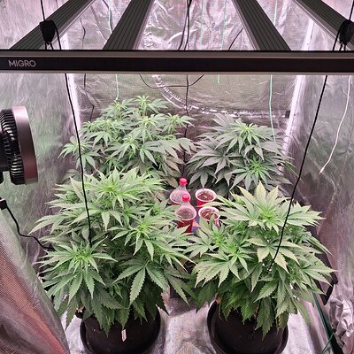 Auto Mac #1 & Auto Oh my gushers