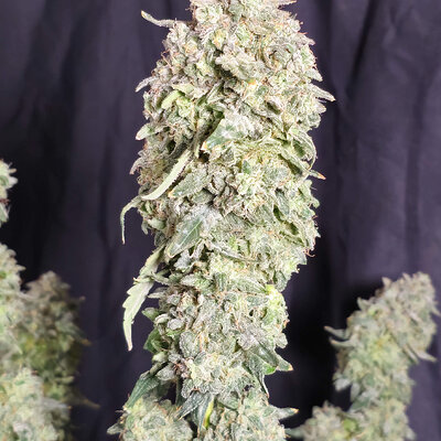 OAxPBB.4_day93_cola.jpg