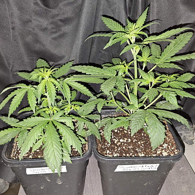 StrawburiedKush.1-2_day26.jpg