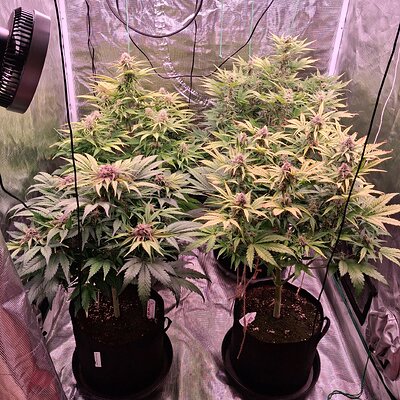 Auto Mac #1 &Auto Oh my gushers