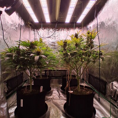 Auto Mac #1 &Auto Oh my gushers