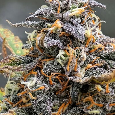 Dream beans - Bunny Tears