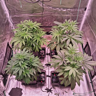 Slush mint cake & Jealousy