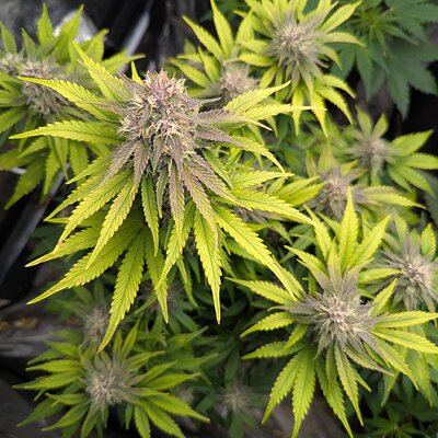 Media 'PXL_20260301_105317171.jpg' in category 'Twisted Tree Autoflowers'