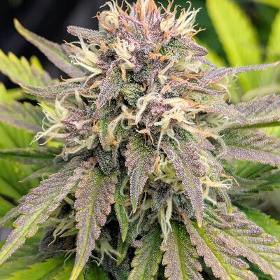 Media 'PXL_20260301_105334320.jpg' in category 'Twisted Tree Autoflowers'