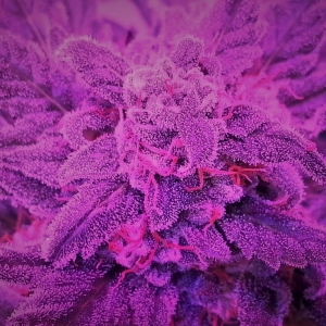 Mephisto Hubbabubba