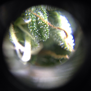 Super Skunk #1 approx day 55 microscopy 4